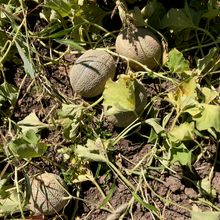 Load image into Gallery viewer, Green Nutmeg Melon
