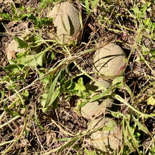 Load image into Gallery viewer, Green Nutmeg Melon
