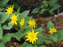 Load image into Gallery viewer, Arnica, Heartleaf (Arnica cordifolia)

