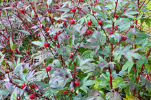 Load image into Gallery viewer, Hibiscus aka Roselle (Hibiscus sabdariffa)
