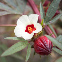 Load image into Gallery viewer, Hibiscus aka Roselle (Hibiscus sabdariffa)
