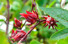 Load image into Gallery viewer, Hibiscus aka Roselle (Hibiscus sabdariffa)
