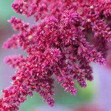 Load image into Gallery viewer, Amaranth, Hopi Red Dye (Amaranthus cruentus)
