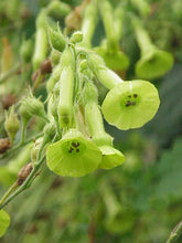 Load image into Gallery viewer, Tobacco, Huichol aka Langsdorff's (Nicotiana langsdorffii)
