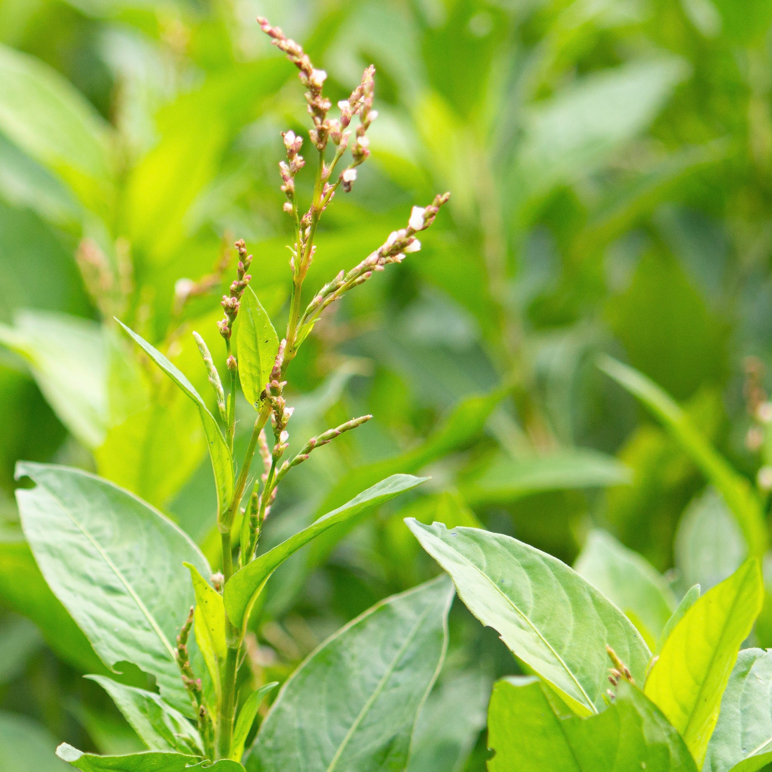 japanese indigo plant seeds Indigo, Japanese (Persicaria tinctoria) – Countryside
