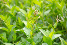 Load image into Gallery viewer, Indigo, Japanese (Persicaria tinctoria)
