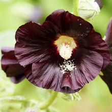 Load image into Gallery viewer, Hollyhock, Jet Black (Alcea rosea)
