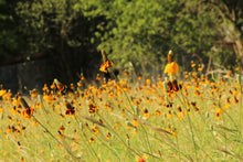 Load image into Gallery viewer, Coneflower, Long-headed (Ratibida columnifera)
