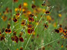 Load image into Gallery viewer, Coneflower, Long-headed (Ratibida columnifera)
