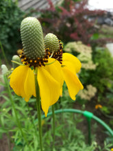 Load image into Gallery viewer, Coneflower, Long-headed (Ratibida columnifera)
