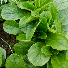 Load image into Gallery viewer, Full Seed CSA Share - 50 Varieties Curated for Your Area!
