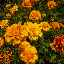 Load image into Gallery viewer, Colorado Marigold Mix

