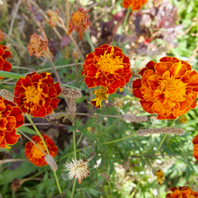 Load image into Gallery viewer, Colorado Marigold Mix
