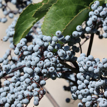 Load image into Gallery viewer, Elderberry, Mexican Blue (Sambucus nigra var. caerulea)
