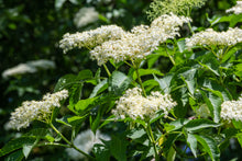 Load image into Gallery viewer, Elderberry, Mexican Blue (Sambucus nigra var. caerulea)
