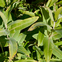 Load image into Gallery viewer, Common Milkweed
