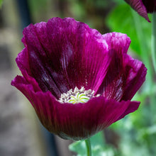 Load image into Gallery viewer, Poppy, Velvet Garden Mix (Papaver somniferum)
