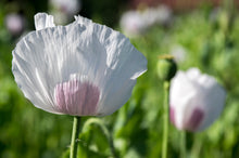 Load image into Gallery viewer, Poppy, Velvet Garden Mix (Papaver somniferum)
