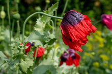 Load image into Gallery viewer, Poppy, Velvet Garden Mix (Papaver somniferum)
