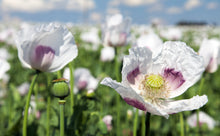 Load image into Gallery viewer, Poppy, Velvet Garden Mix (Papaver somniferum)
