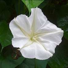 Load image into Gallery viewer, Moonflower (Ipomoea alba)
