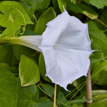 Load image into Gallery viewer, Moonflower (Ipomoea alba)
