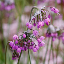 Load image into Gallery viewer, Onion, Nodding (Allium cernuum)
