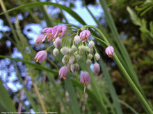 Load image into Gallery viewer, Onion, Nodding (Allium cernuum)
