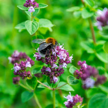 Load image into Gallery viewer, Oregano, Common (Origanum vulgare)
