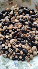 Load image into Gallery viewer, Peregion Bean
