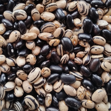 Load image into Gallery viewer, Peregion Bean
