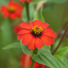 Load image into Gallery viewer, Peruvian Zinnia

