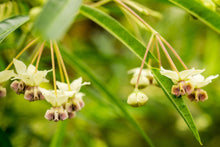 Load image into Gallery viewer, Milkweed, Poke (Asclepias exaltata)
