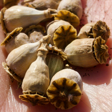 Load image into Gallery viewer, Giant White Poppy
