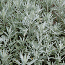 Load image into Gallery viewer, Sage, Prairie (Artemisia ludoviciana)
