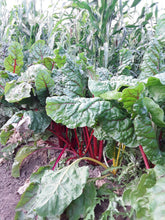 Load image into Gallery viewer, Bright Lights Swiss Chard
