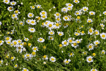 Load image into Gallery viewer, Chamomile, Roman (Chamaemelum nobile)
