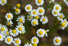 Load image into Gallery viewer, Chamomile, Roman (Chamaemelum nobile)
