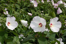 Load image into Gallery viewer, Rosemallow (Hibiscus moscheutos)
