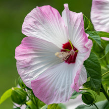 Load image into Gallery viewer, Rosemallow (Hibiscus moscheutos)
