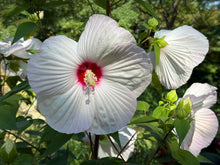 Load image into Gallery viewer, Rosemallow (Hibiscus moscheutos)

