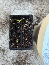 Load image into Gallery viewer, Seedling Mix - Seed Starting Soil
