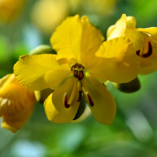 Senna, Wild (Senna hebecarpa)