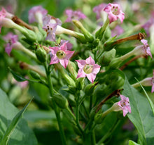 Load image into Gallery viewer, Tobacco, Shirazi (Nicotiana tabacum var. shirazi)
