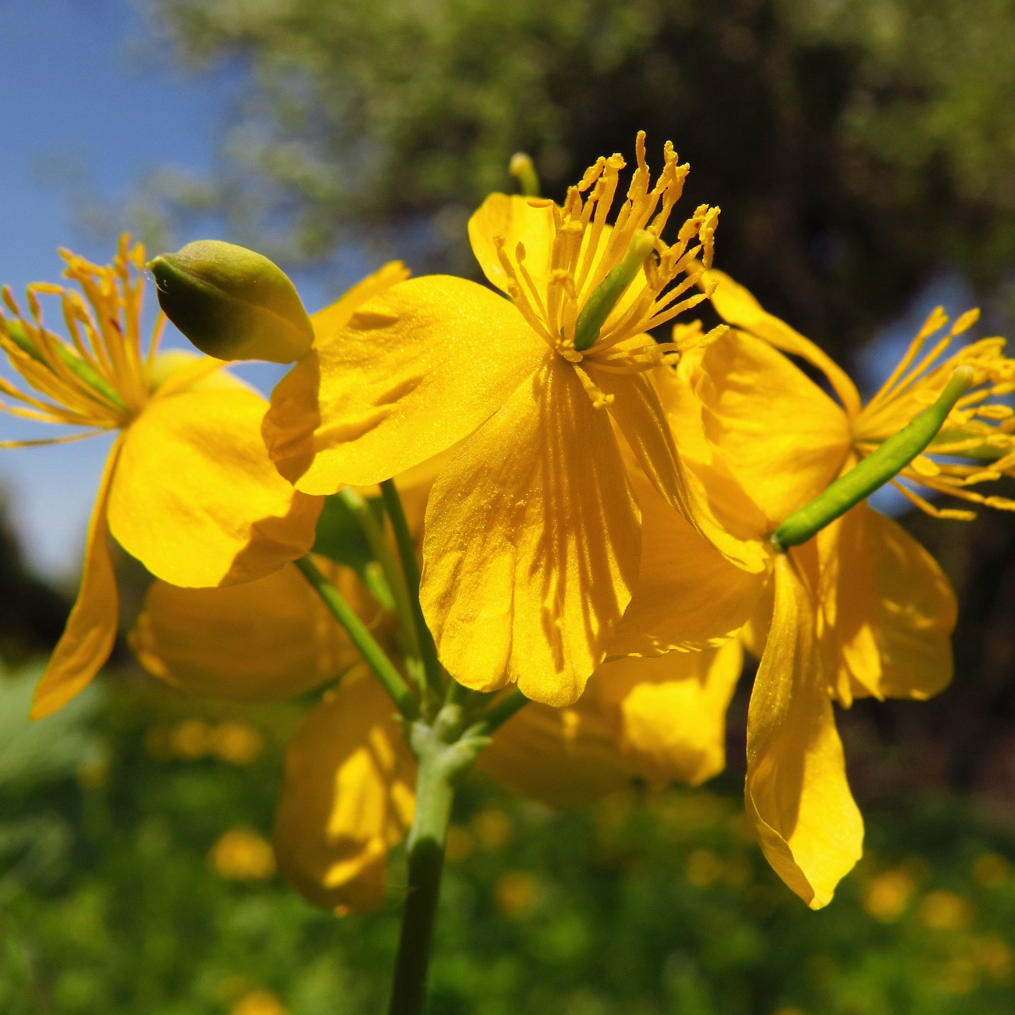 Greater Celandine (Chelidonium majus) 3 Celandine (Chelidonium majus)