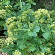 Load image into Gallery viewer, Alexanders aka Black Lovage (Smyrnium olusatrum)
