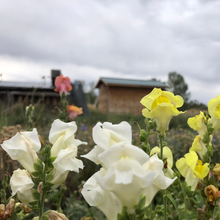 Load image into Gallery viewer, Snapdragon Mix
