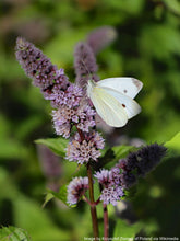 Load image into Gallery viewer, Mint, Spearmint (Mentha spicata)
