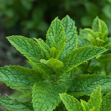 Load image into Gallery viewer, Mint, Spearmint (Mentha spicata)

