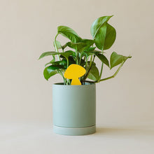 Load image into Gallery viewer, Sticky Traps for Plant Pests
